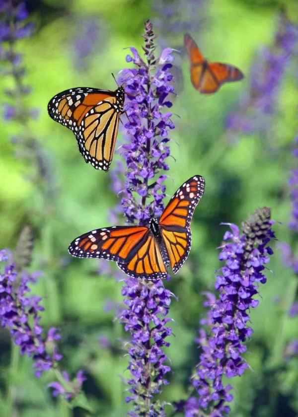 Welche Pflanzen moegen Schnecken nicht Natuerliche Abwehrmittel im Garten lavender schmetterlinge magnet abwehr ungeziefer