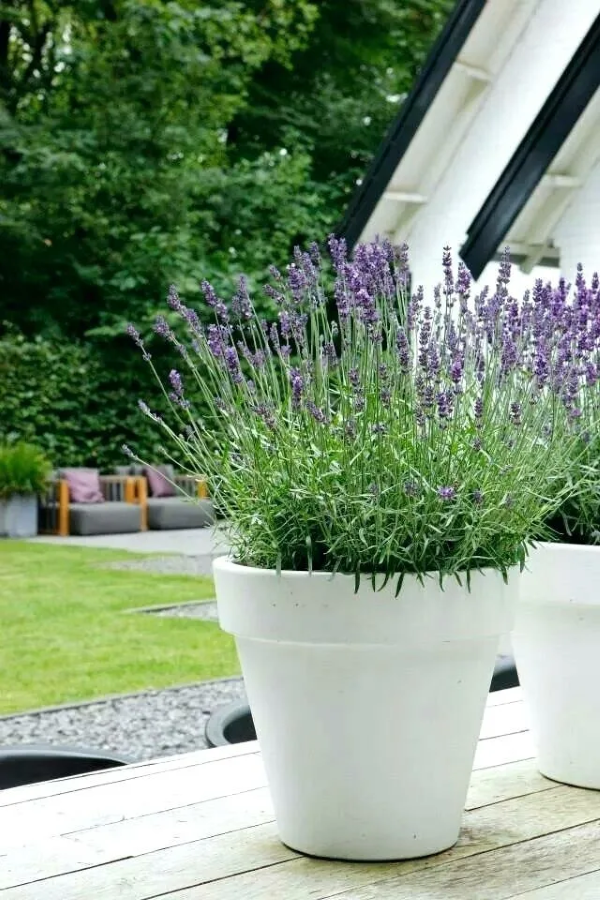 Welche Pflanzen moegen Schnecken nicht Natuerliche Abwehrmittel im Garten lavender topfpflanzen gartenpflanze