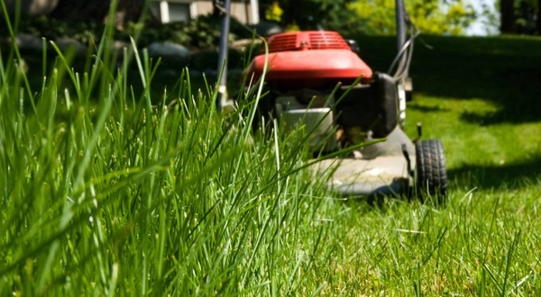 Zecken im Garten bekämpfen Rasen regelmäßig mähen