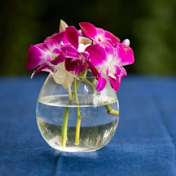 Zimmerpflanzen Orchideen richtig pflegen und vermehren Tipps