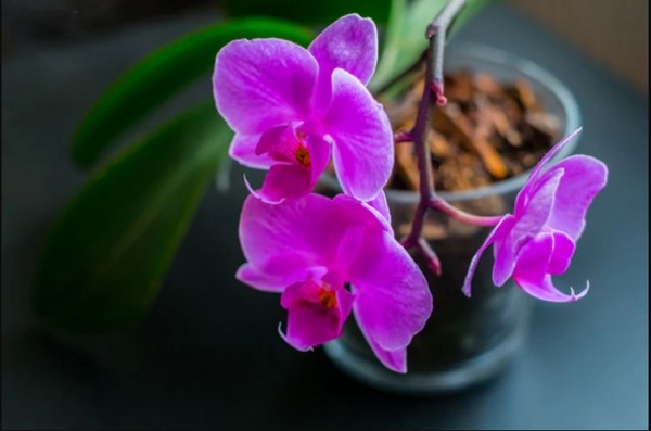Zimmerpflanzen Orchideen selber vermehren Vorgehensweise