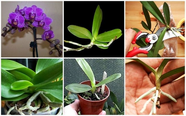 Zimmerpflanzen Orchideen vermehren Tipps