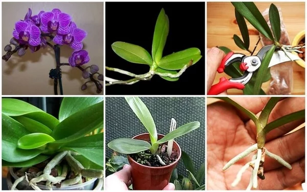 Zimmerpflanzen Orchideen vermehren Tipps