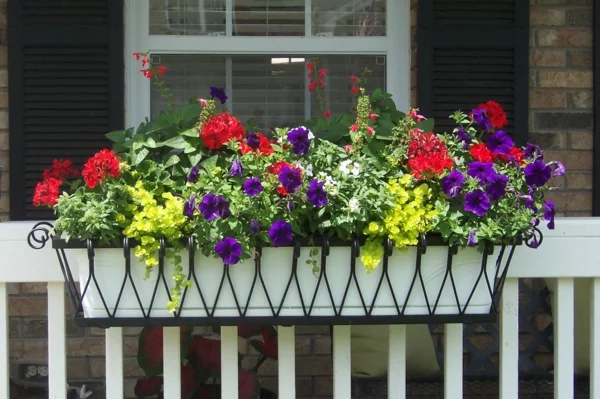 Balkonkasten bepflanzen und Geranien in frischen Farben kombinieren