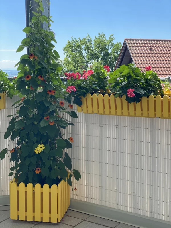 gelber Balkonkasten mit Geranien zum Aufhängen und großer Balkonkasten mit Kletterpflanze
