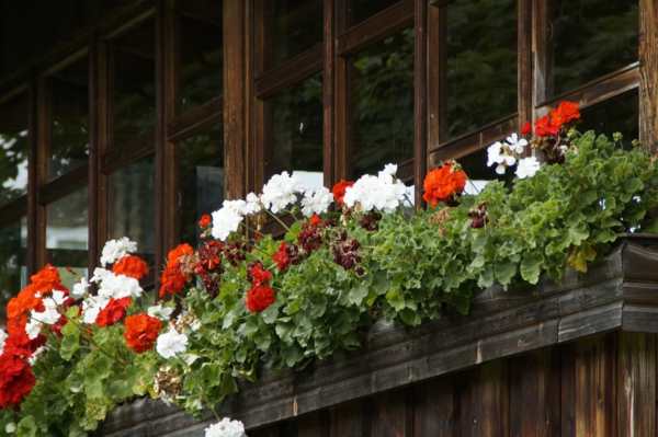 balkonkasten bepflanzen weiß rot kombinieren
