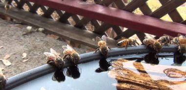 Warum eine Bienentränke selber machen