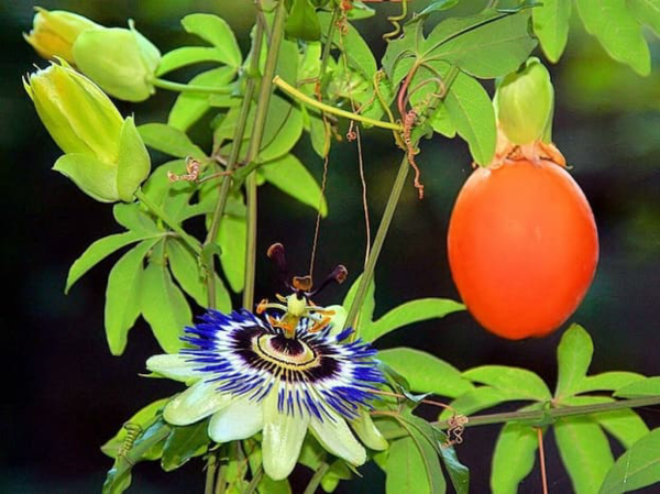 blaue passionsblume mit frucht