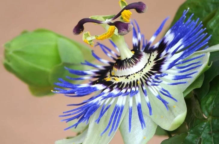 Passiflora Caerulea blaue Passionsblume