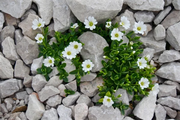 Blumenbeet mit Steinen - Steingarten mit zarten weißen Blüten