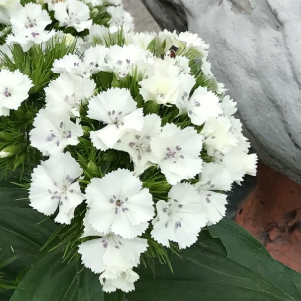 duftende gartenblume bartnelke weiß