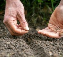 Gartenarbeit im Mai-  Tipps und Checkliste für eine bessere Übersicht