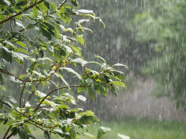 maikaefer engerling finden regen