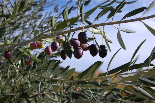 olivenbaum pflege ausgefallene blätter früchte