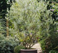 Das Wichtigste über die Olivenbaum Pflege im Überblick