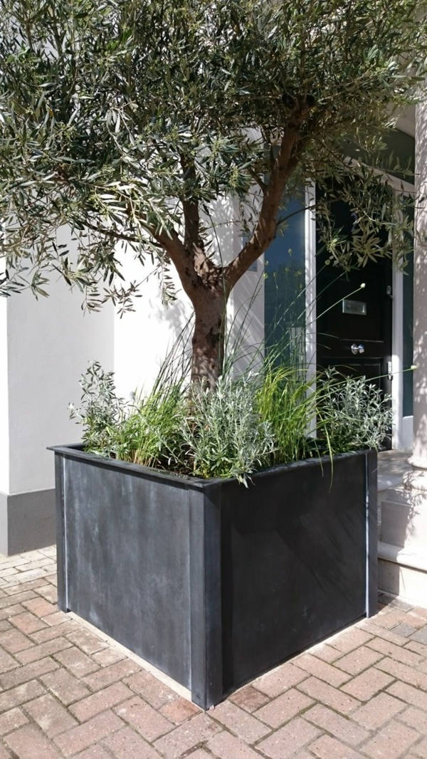 olivenbaum pflege eingang gestalten ideen