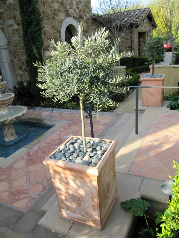 olivenbaum pflege garten ideen akzente setzen