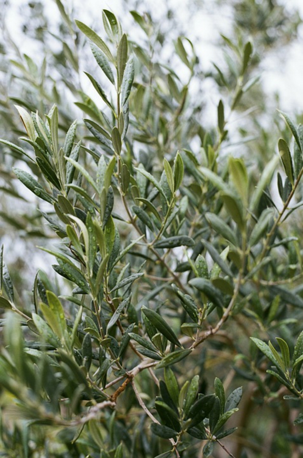 olivenbaum pflege garten tipps balkonpflanzen