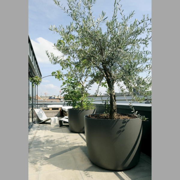 olivenbaum pflege große pflanzenkübel
