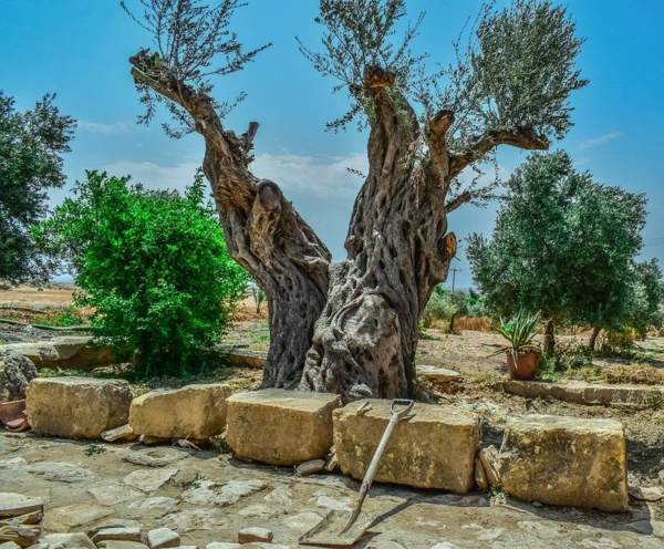 olivenbaum pflege hingucker garten gestalten ideen