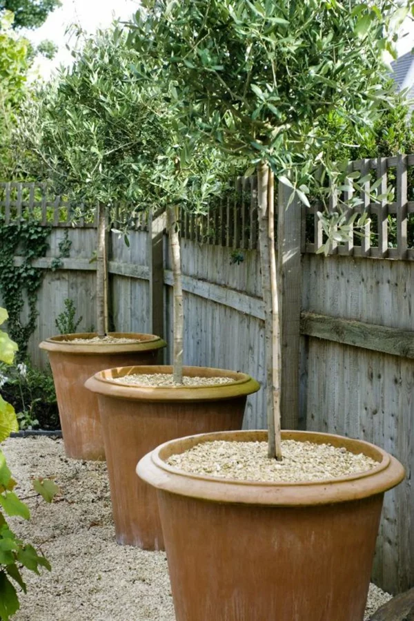 olivenbaum pflege hinterhof gestalten topfpflanzen