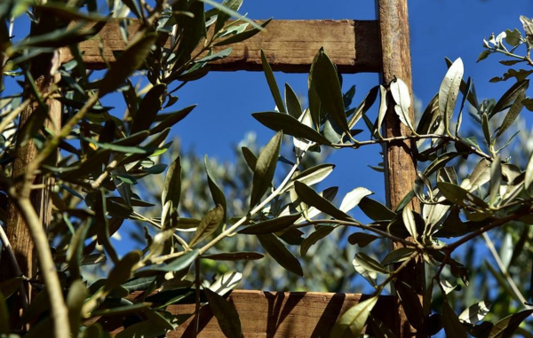olivenbaum pflege holzleiter bepflanzen ideen garten gestalten