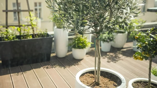 olivenbaum pflege standort wasser boden