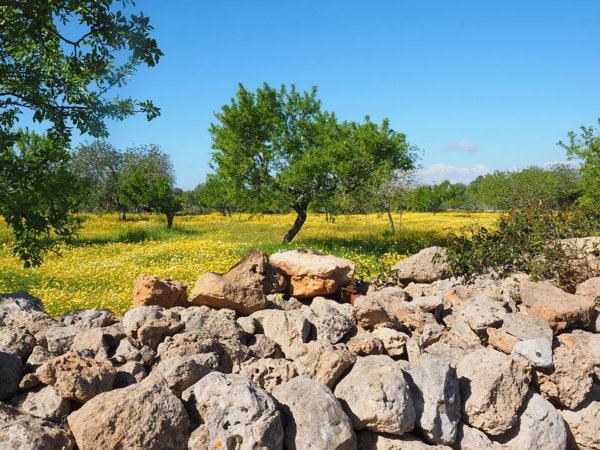 olivenbaum pflege steinmauer naturnahe gartenngestaltung ideen