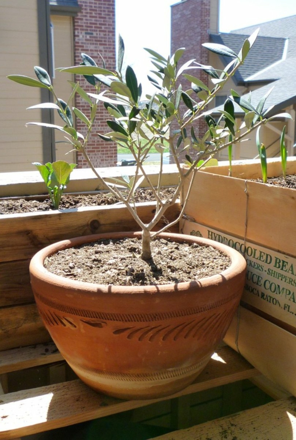 olivenbaum pflege tipps wissenswertes