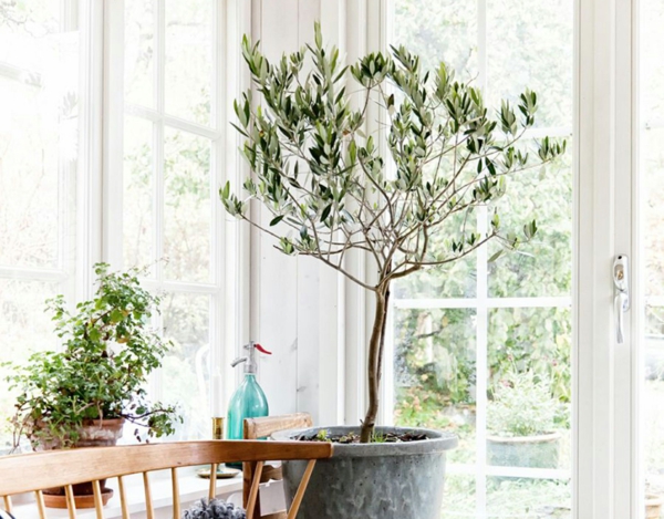 olivenbaum pflege topf wichtige tipps