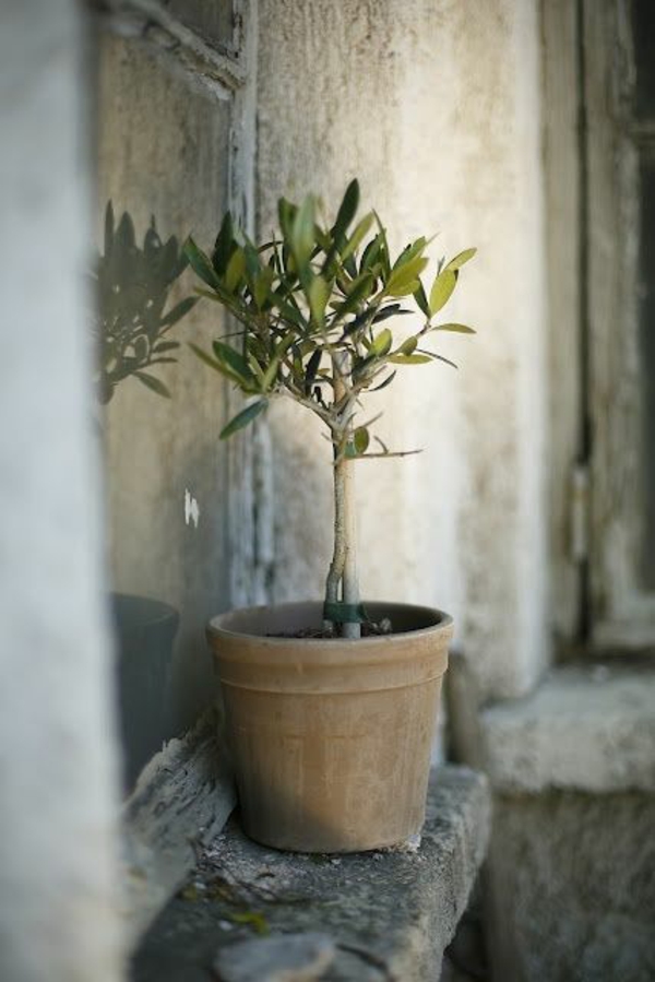 olivenbaum pflege welcher standort boden düngen