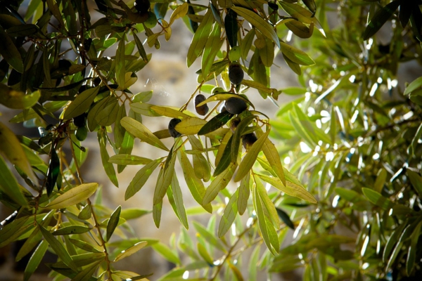 olivenbaum pflege wichtige tipps