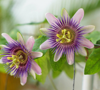 Blaue Passionsblume richtig pflegen – die wichtigsten Tipps für Ihre Passiflora caerulea