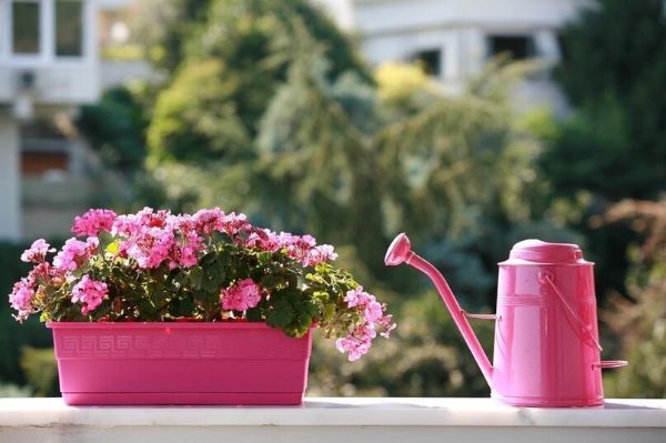 rosa Blumentoepfe giessen - tolle Ideen