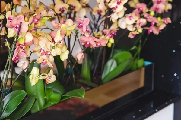 verschidene Orchideenarten Orchideen vermehren