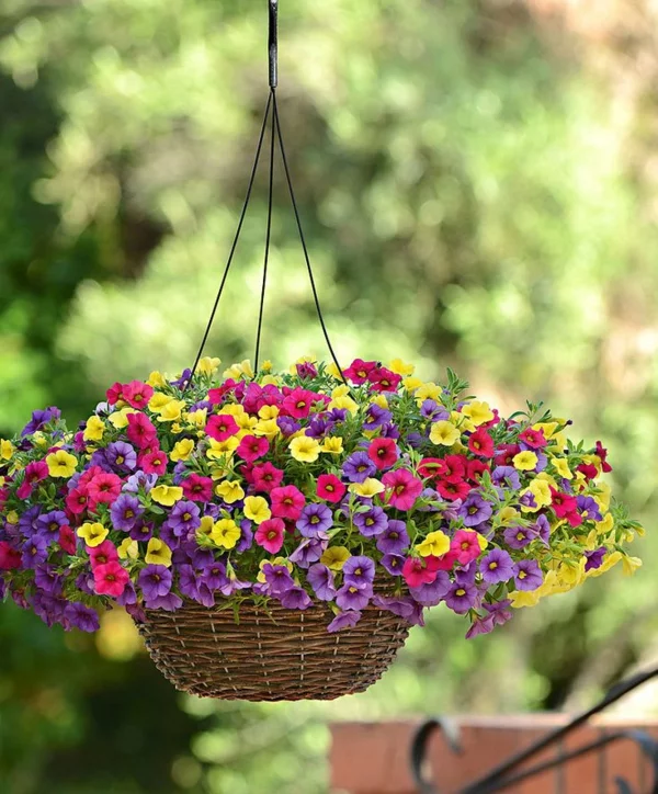 welche balkonpflanzen vertragen viel sonne beliebte balkonblumen zauberglöckchen