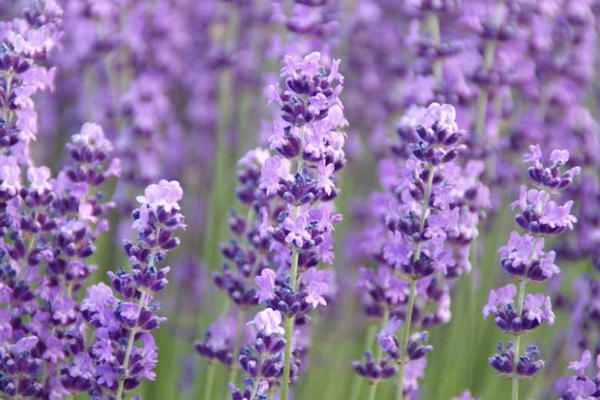 welche balkonpflanzen vertragen viel sonne lavendel lila akzente
