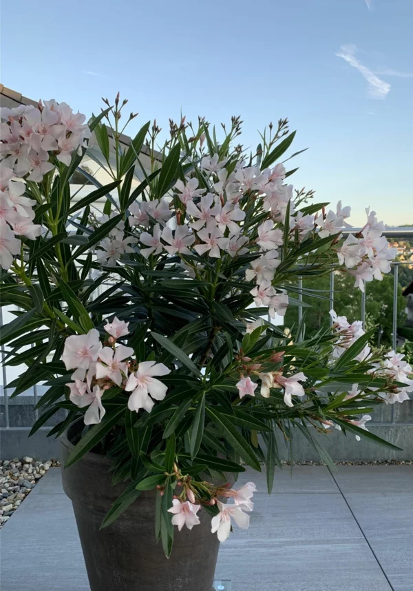 welche balkonpflanzen vertragen viel sonne oleander mediterrane pflanzen