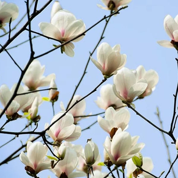 welche pflanzen moegen kaffeesatz gemuesebeete anlegen duengen magnolien
