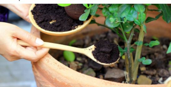 welche pflanzen moegen kaffeesatz gemuesebeete anlegen duengen