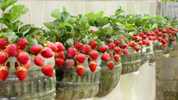 welche pflanzen moegen kaffeesatz gemuesebeete anlegen erdbeeren duengen