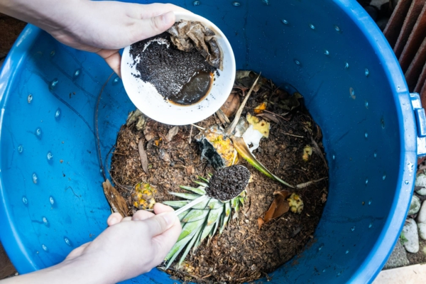 welche pflanzen moegen kaffeesatz gemuesebeete anlegen kompost