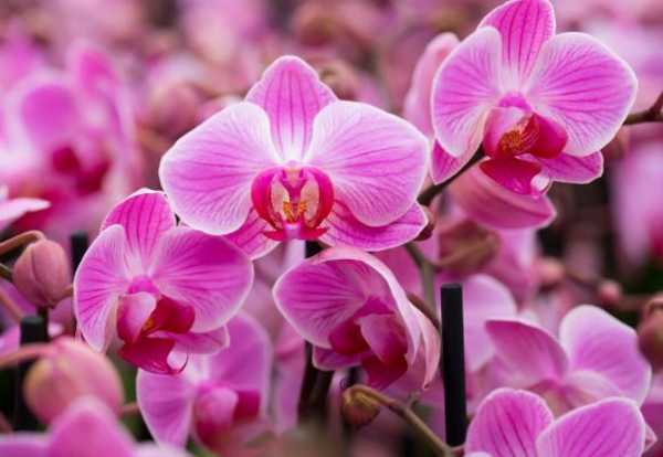 welche pflanzen moegen kaffeesatz gemuesebeete anlegen orchideen