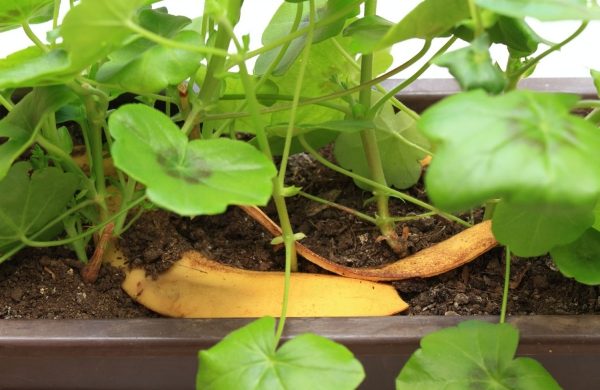 Bananenschalen als Dünger Extra Portion Nährstoffe Mineralien für Blumen Gartenpflanzen