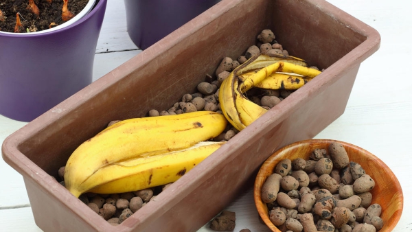 Bananenschalen als Dünger alte Kartoffeln zwei Schalen darauf natürliche Düngemittel selber herstellen