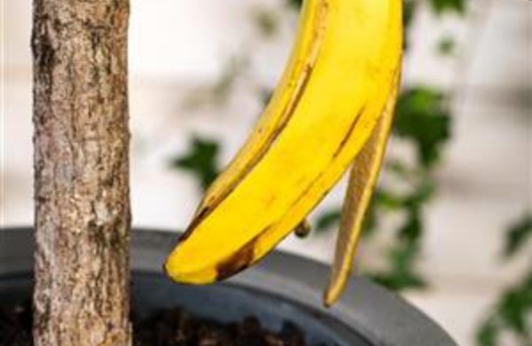 Bananenschalen als Dünger keine Chemie natürliches Mittel aus biologischem Anbau