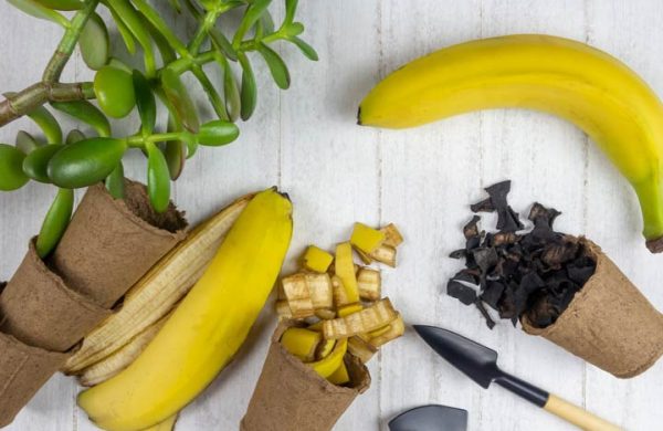 Bananenschalen als Dünger kleine Behälter mit trockenen und frischen Schalen Geldbaum