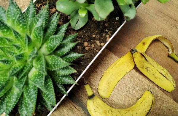 Bananenschalen als Dünger zusätzlicher Energiespender für Topfpflanzen Sukkulenten