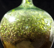 Flaschengarten selber machen – Leben im Glas