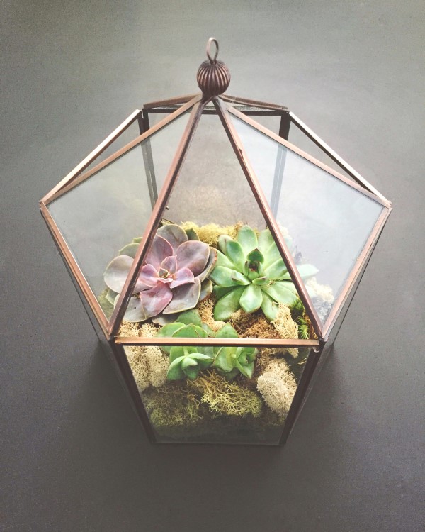 Flaschengarten selber machen – Leben im Glas geometrische design ideen mit sukkulenten